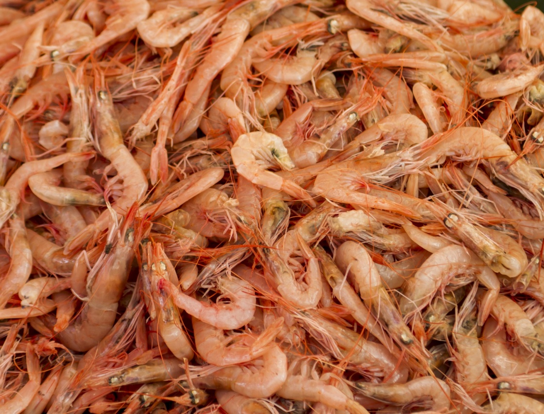 'Fresh shrimps in the fish market' - Split